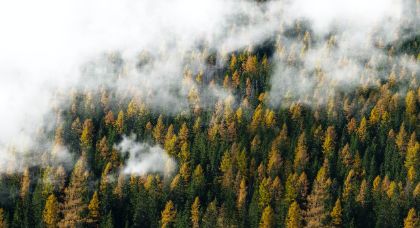 Avviso vendita di alcune aree verdi del Comune di Monteviale Avviso vendita di alcune aree verdi del Comune di Monteviale