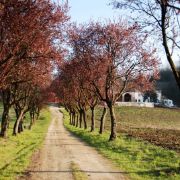 Suggestivo viale di campagna - Foto Caliaro Luigino